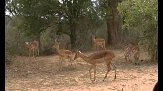 Impalas in Kruger Park