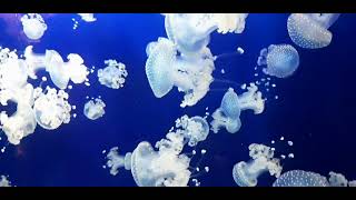 Electric Jelly fishes ...