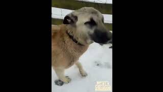 The Livestock Guardian Dogs love the snow!