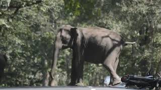 Man v/s Elephant in forest