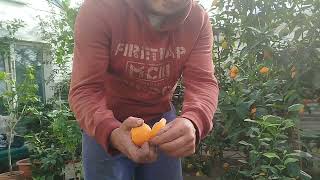 Мандарин Клементин - супер👍👍👍🍊