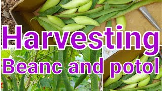 Harvesting runner beans and potol.