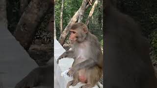 Sundarban Explore😇😇 । Funny moment with a monkey 🙊 | #youtubeshorts #sundarban