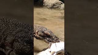 ambushing fish in a wallow