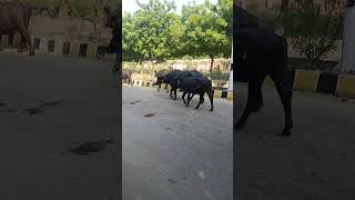 #buffalo beautifull black buffalo