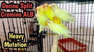 Decino 100 % Split Cremino Love Birds 5 Pair With DNA | ABP Aviary || Mujeeb Ul Rahmaan || Ahmedabad