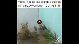 O rato brigando com o cachorro