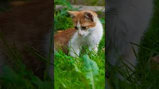 Cat in the middle of the lawn looking for insects