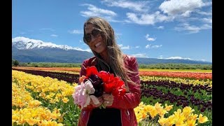 PRIMAVERA en la PATAGONIA! Te invitamos a conocer el campo de TULIPANES en Trevelin.