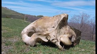 Craneo en el camino, Encuentros en MTB