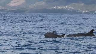 Melon-Headed Whales! Distinguished by Their Whitish Lips.