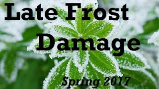 How Late Frost Effects Plants. Examples of Damage.