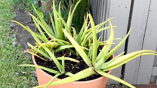 Como sacar el gel de la sábila (planta de aloe)