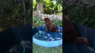 Odin the Newfie waits for pool to fill up