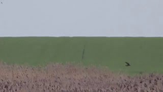 Marsh harrier in flight on Sheppey