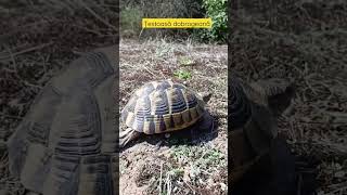 Testudo graeca ibera - țestoasă dobrogeană - the spur-thighed tortoise