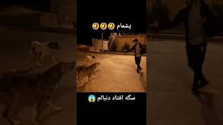 پشمام سگ افتاد دنبالم 🤣🤣 #پارکور #ولاگ #خنده #فان #parkour