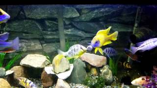 Colorful African Cichlids eating a Northfin Kelp Wafer