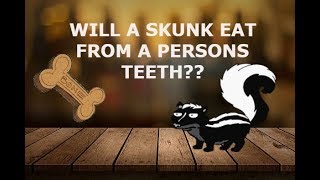 WILL A SKUNK EAT FOOD FROM A HUMAN MOUTH??? WOW