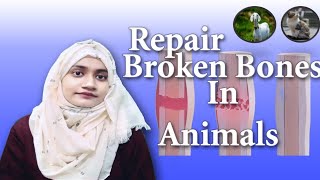 How To Treat Fractured Bones In Animals | History Of Plaster Of Paris