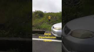 Enaknya Kerja Di Perkebunan Di taiwan