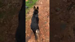 Dog walking the German shepherd dog #germanshepherd #germanshepherddog #dogwalking #dogs #dogshorts