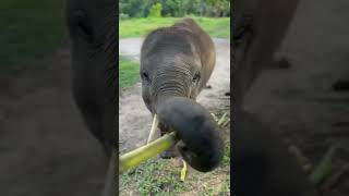 Feeding a baby elephant 😊