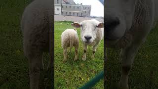 #shorts #animalvideo #goat #funnyvideos