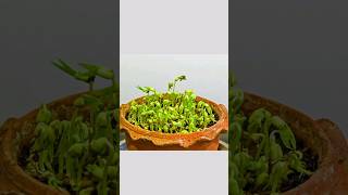 Soybean Seed Growing Time Lapse #seeds #germination #timelapse #shorts