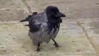 Funny Crow Enjoying Bathtime-Ciori haioase care se imbaiaza (HD)