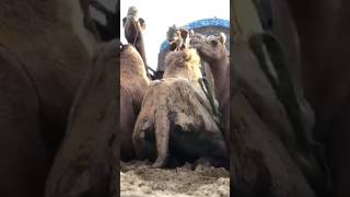 Camels loading truck #camel #animals #youtubeshorts #viralvideo #youtuber