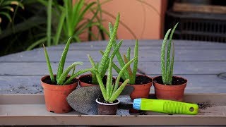 How to Grow Aloe vera - easy way - Repoting