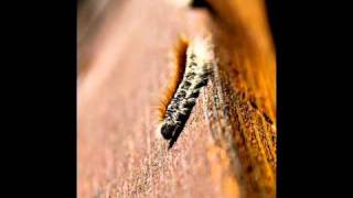 Ecopoetry: A Caterpillar by Robert Bly