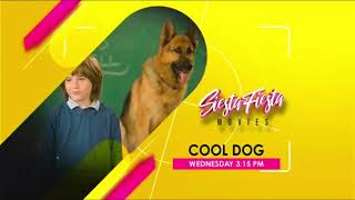 GTV - Siesta Fiesta Movies: Cool Dog (2010) Promo (July 24, 2024) [READ DESCRIPTION]