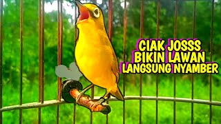 ciak jos kecial kuning gacor bikin lawan langsung nyamber bunyi