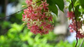 Balcony Flowers - Sample Footage SEL18105f4 lens vs Sony A6000