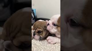 english bulldog puppies playing #shorts