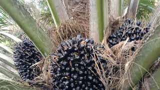 Petani sawit indonesia|| sawit varitas DUMPY Petani sawit indonesia