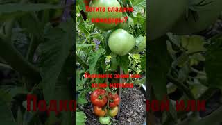 Секрет сладких 🍅!