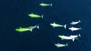 [YouDrone] Beauté & Force de la Nature I Québec - Tadoussac I Drone 4K