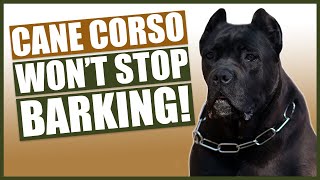 How To Stop Your CANE CORSO Barking