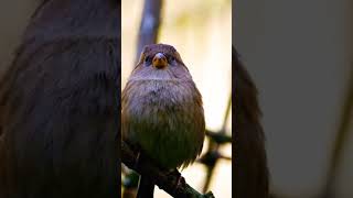 @exploretravelwithfood8078 #sparrow #birds #animals