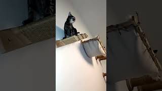 Cat climbing wall, a sports paradise for house cats #cat #funnyanimal #catlover