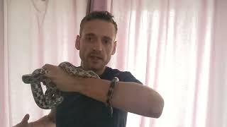 Answering your questions! Why doesn't the snakes Bite me?