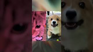 #dog #cat #cute #edit #puppy #edits #aftereffects #trending #travel #viralvideo