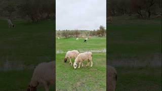 Sheeps and beautiful weather #ytshorts #animals #sheep #thar #shorts