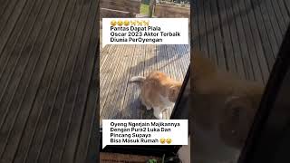 Pura2 Cidera Kaki #cat #cats #short #shortfeed #shorts #shortsfeed #shortsvideo #shortvideo