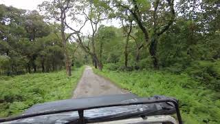 Manas National Park Entry #manasnationalpark #safari #bansbarirange #wildlife #gypsysafari #4k