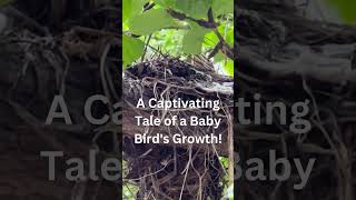 Nature's Miracle Unveiled: A Captivating Tale of a Baby Bird's Growth! #shorts #babybird #birds