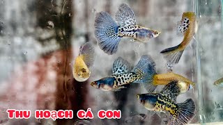 Thu hoạch cá bảy màu Rồng đỏ Rb & dumbo big ear | Chia sẻ kinh nghiệm nuôi cá bảy màu thuần chủng